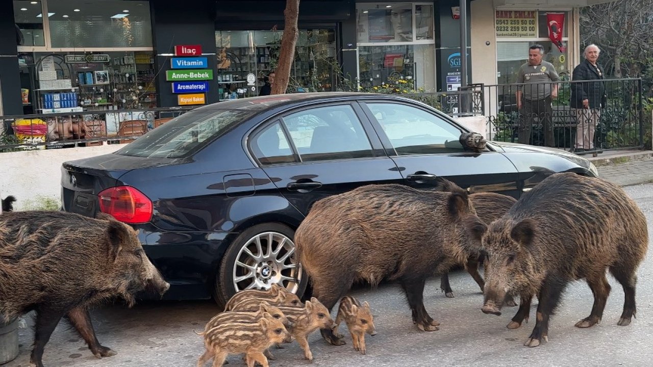 İzmir’de yaban domuzları güpegündüz  sokaklarda yiyecek aradı