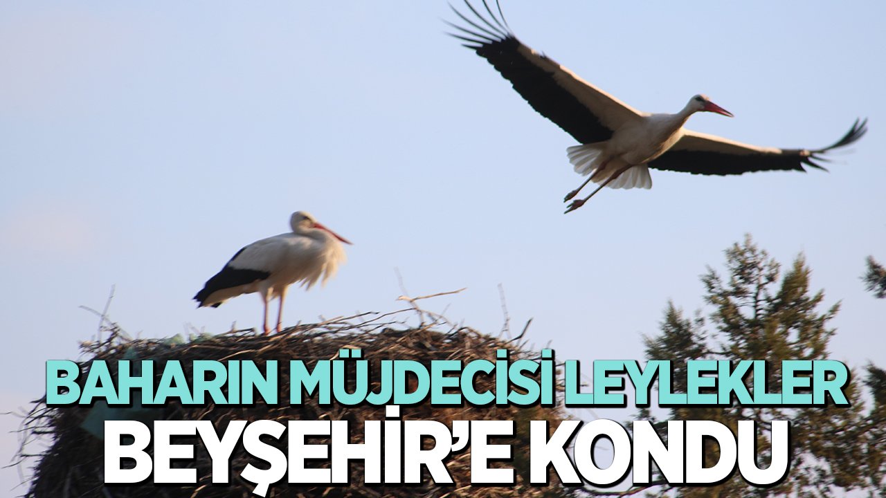 Baharın müjdecisi leylekler Beyşehir’e kondu