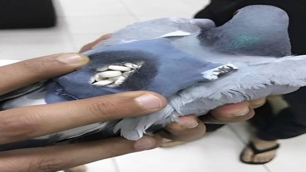 Uyuşturucu sevkiyatı yapan güvercin yakalandı