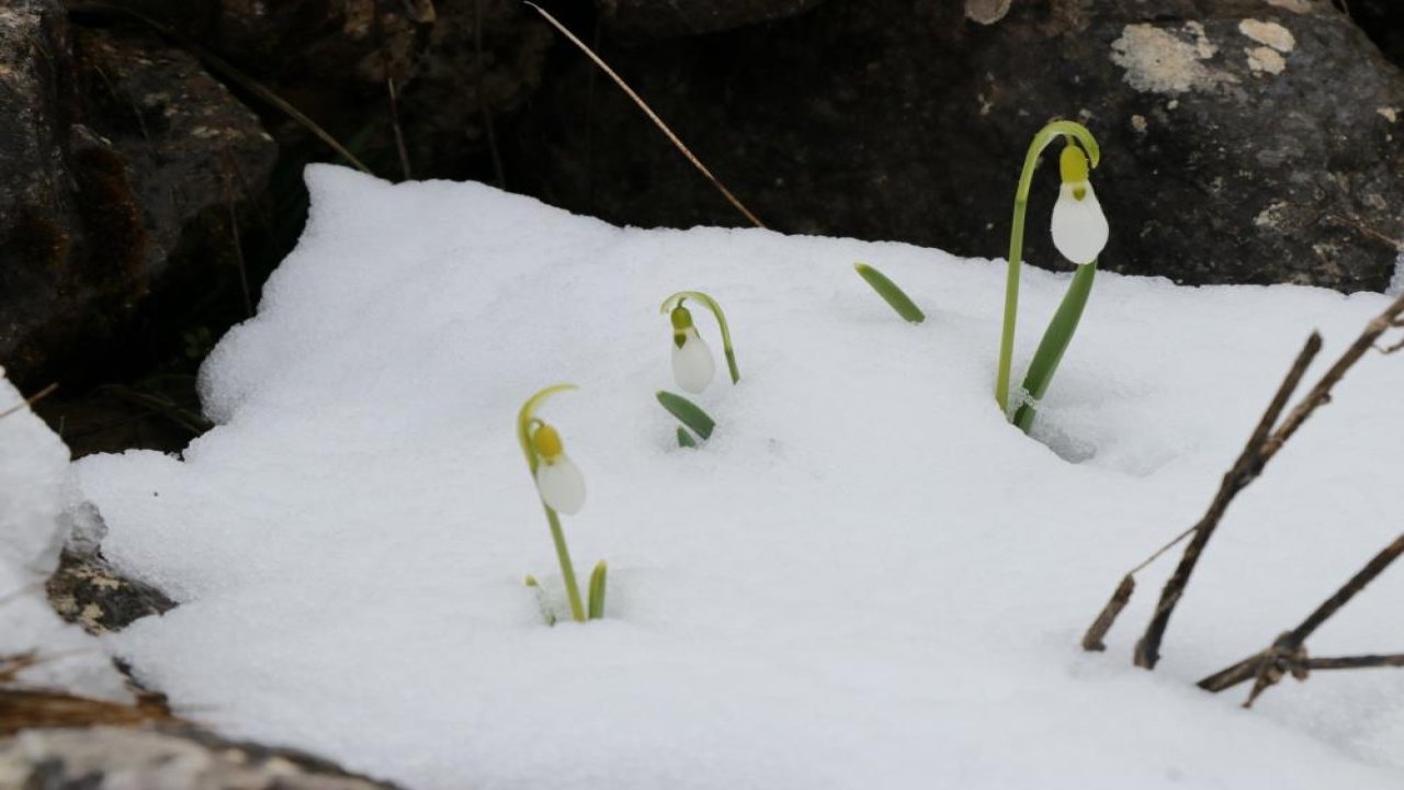 Kardelenler beyaza büründü