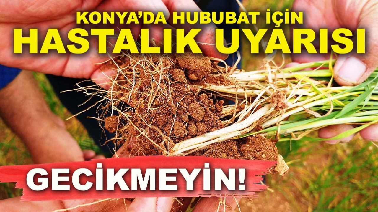 Konya’da hububat için hastalık uyarısı: Gecikmeyin!