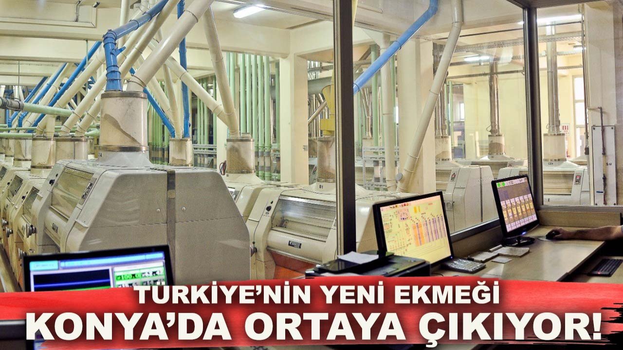 Türkiye’nin yeni ekmeği Konya’da ortaya çıkıyor!