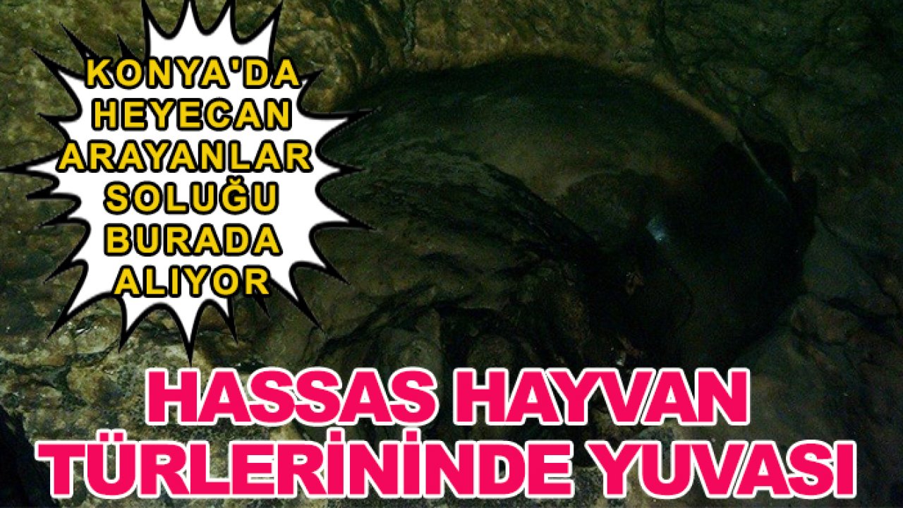 Konya'da heyecan arayanlar soluğu burada alıyor: Hassas hayvan türlerininde yuvası