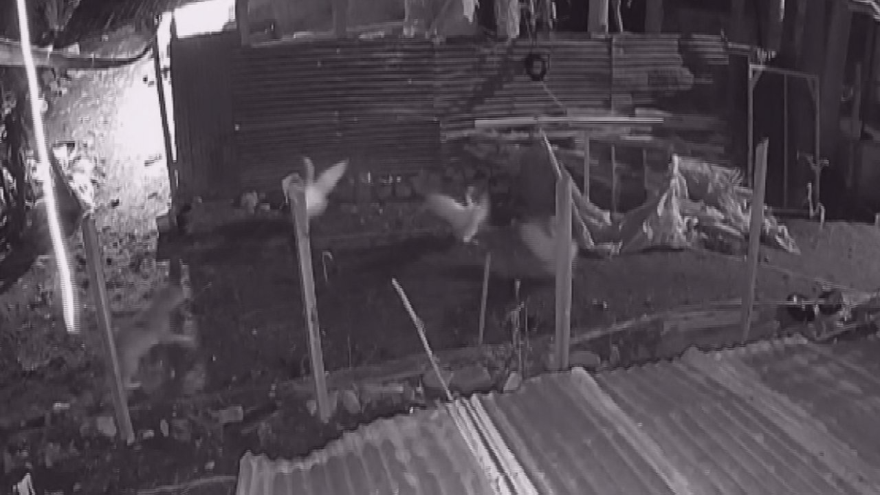 Kümese giren kurt, kazı alıp kaçtı (TIKLA-İZLE)