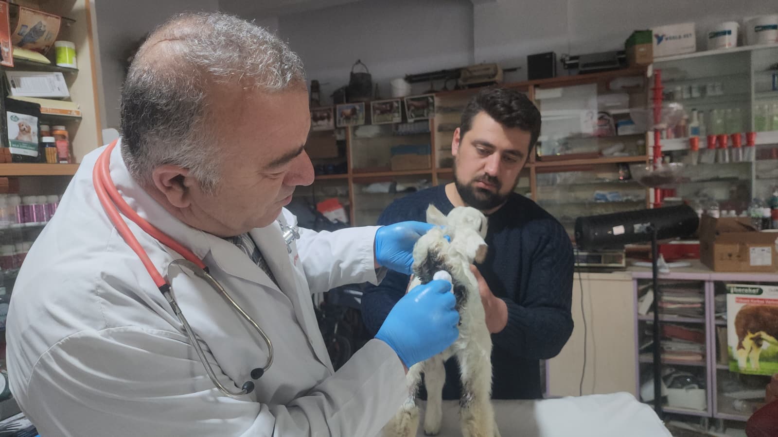 Konya'da kuzu cerrahi müdahaleyle hayat tutundu