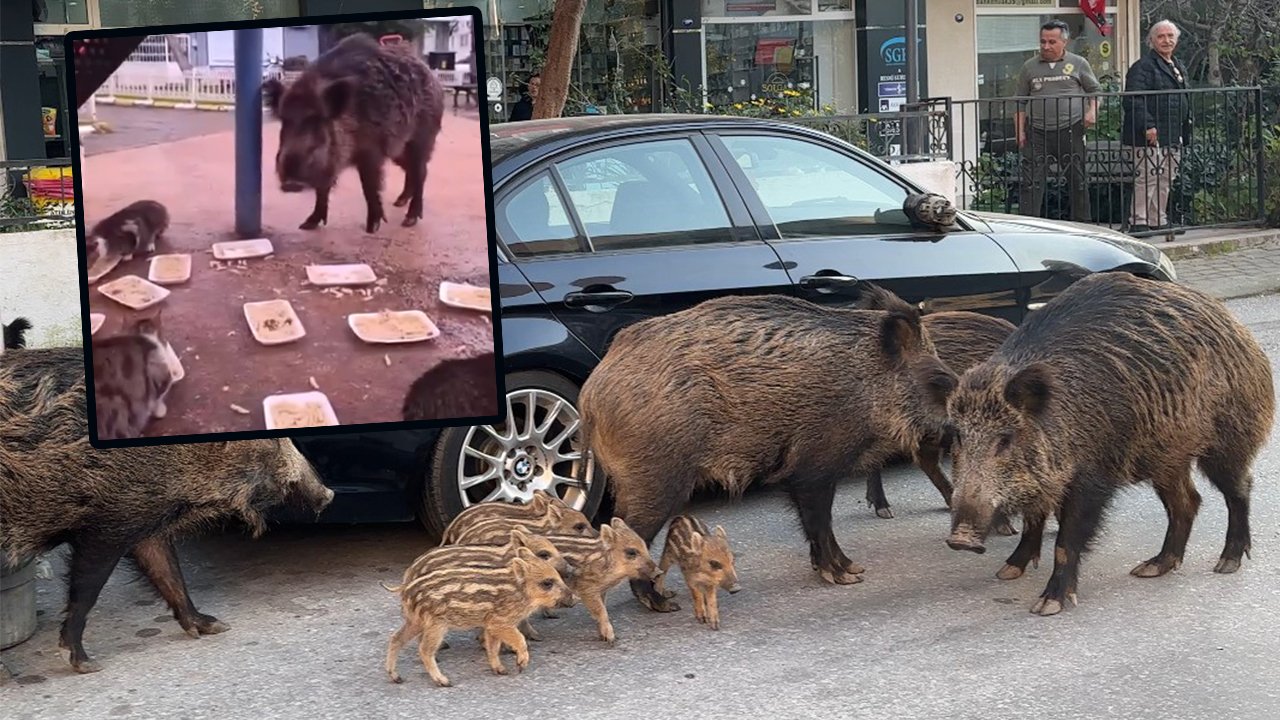 İzmir’de ilginç görüntü: Sokak kedileriyle domuzlar aynı kaptan yemek yiyor