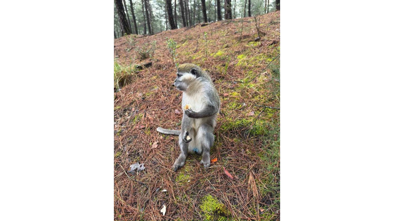 Firari maymunlar Konya'ya getirilecek