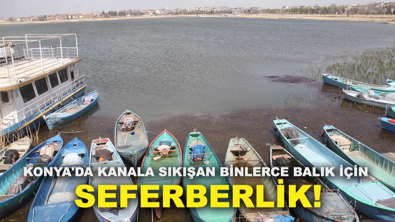 Konya'da kanala sıkışan binlerce balık için seferberlik! Saatler süren kurtarma