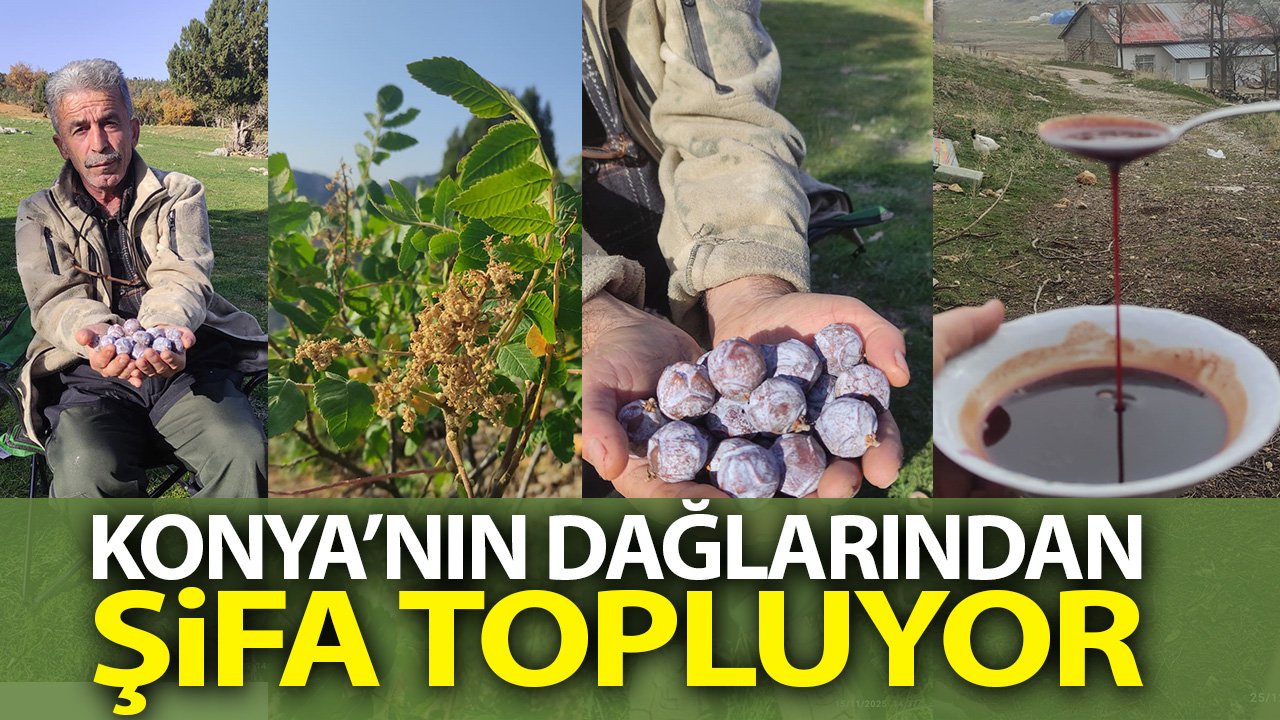 Konya’nın dağlarından topluyor, kaynatınca şifa oluyor