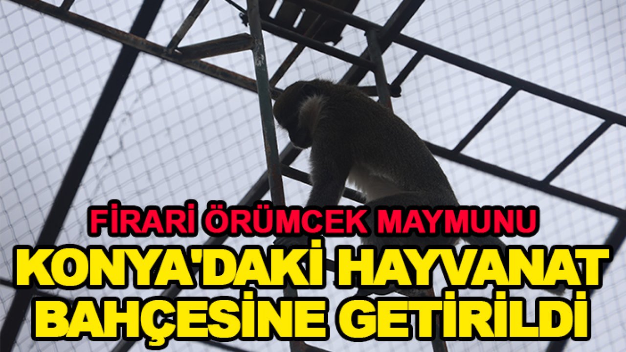 Firari Örümcek Maymunu Konya'daki hayvanat bahçesine getirildi