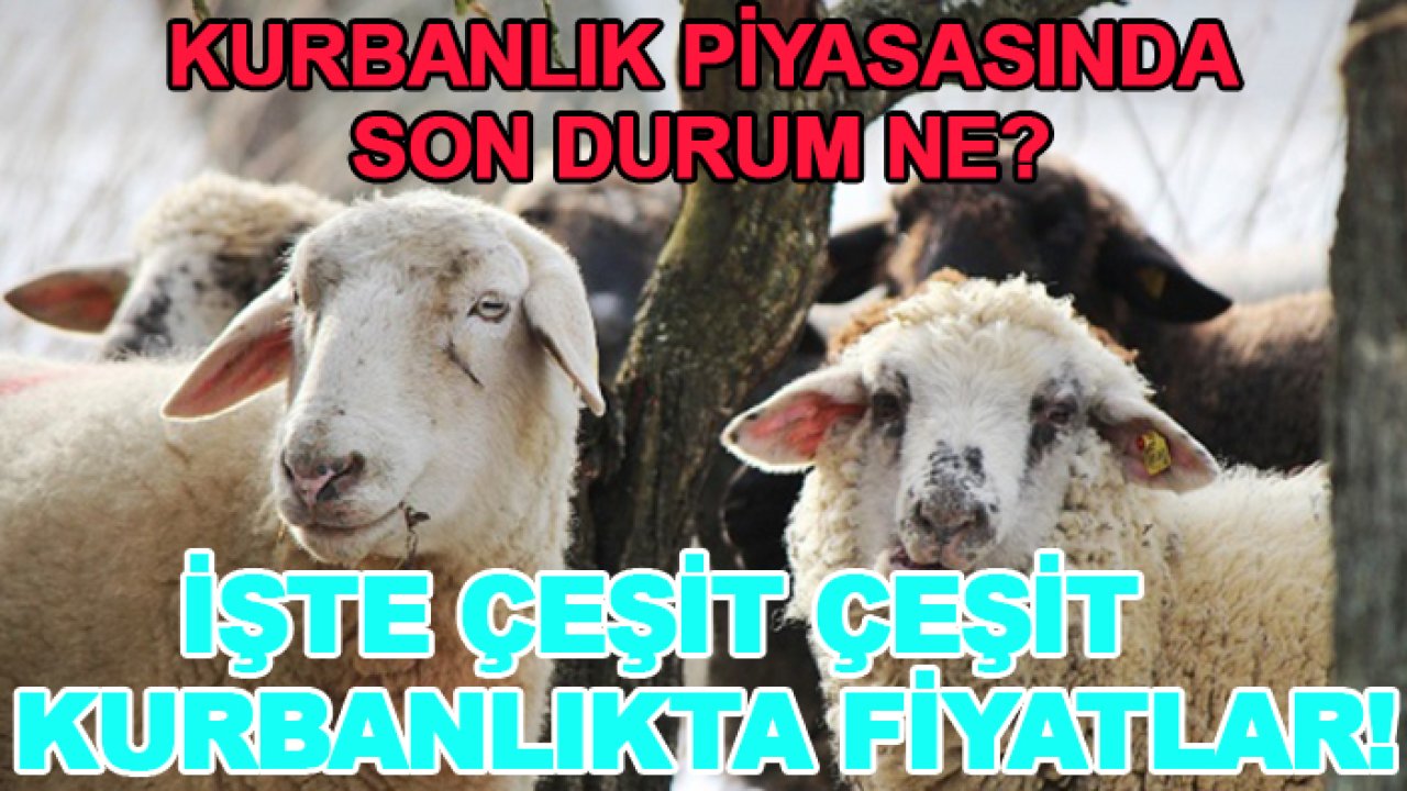 Kurbanlık piyasasında son durum ne? İşte çeşit çeşit kurbanlıkta fiyatlar!