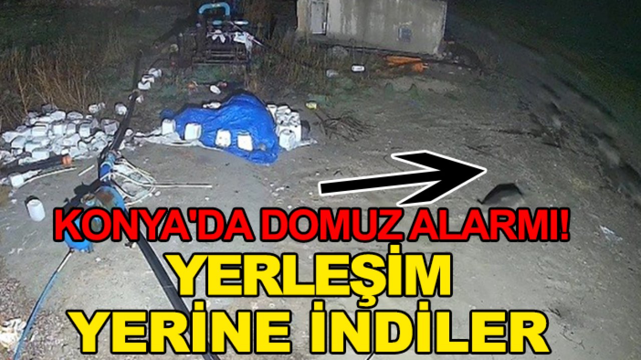 Konya'da domuz alarmı! Sürü halinde yerleşim yerine indiler