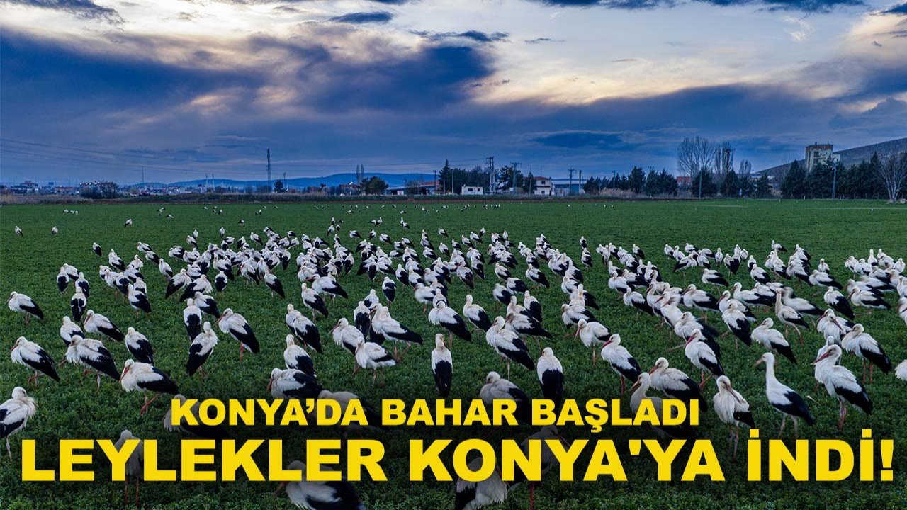 Konya’da bahar başladı leylekler Konya'ya indi!