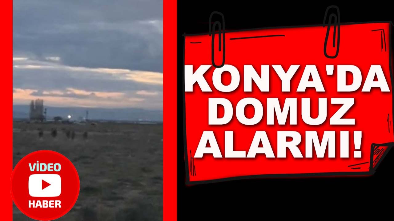 Konya'da domuz alarmı! Yola çıkan sürüler kameralara yakalandı