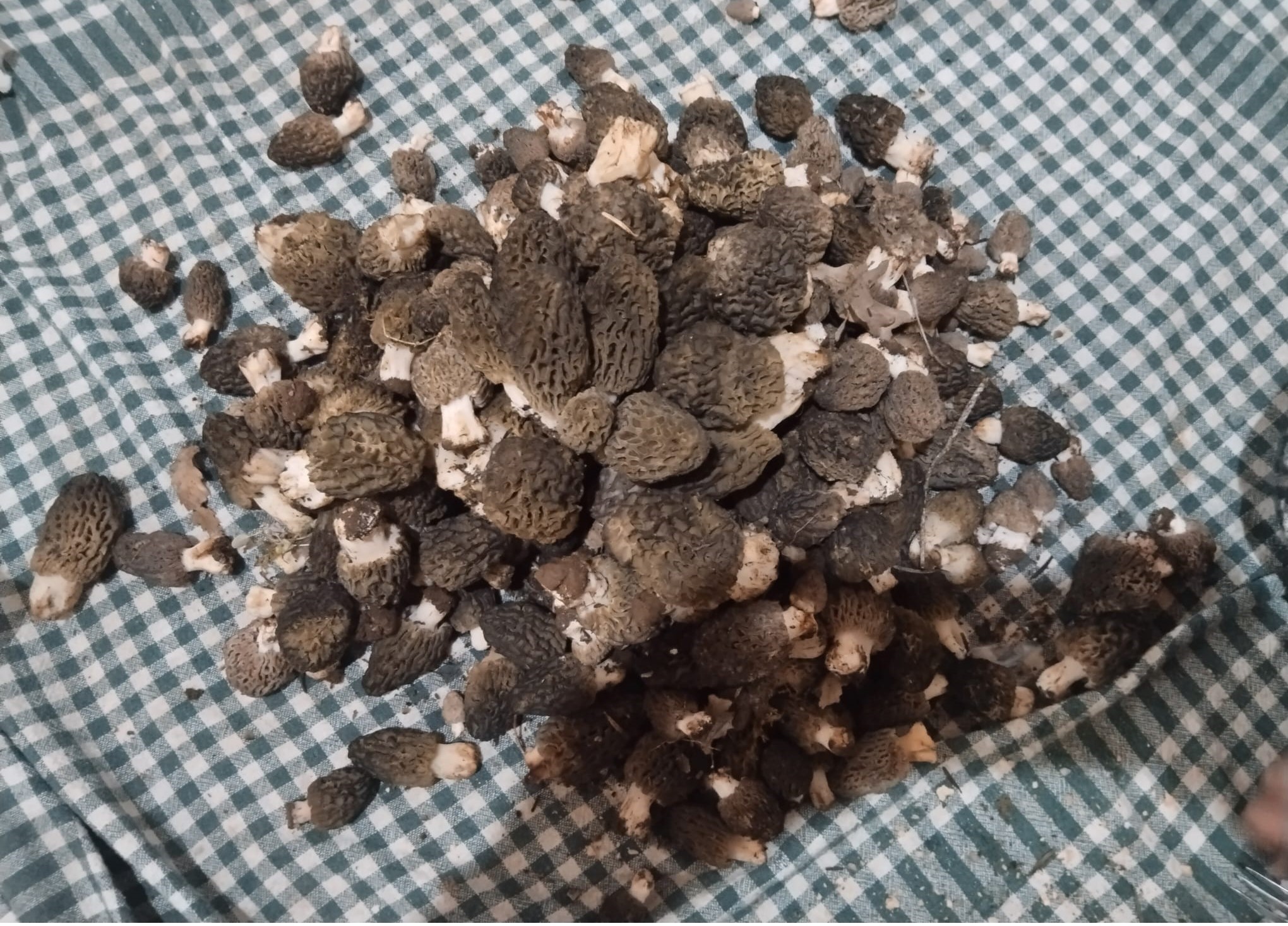 Konya'da kuzugöbeği tutkunları sahaya çıktı