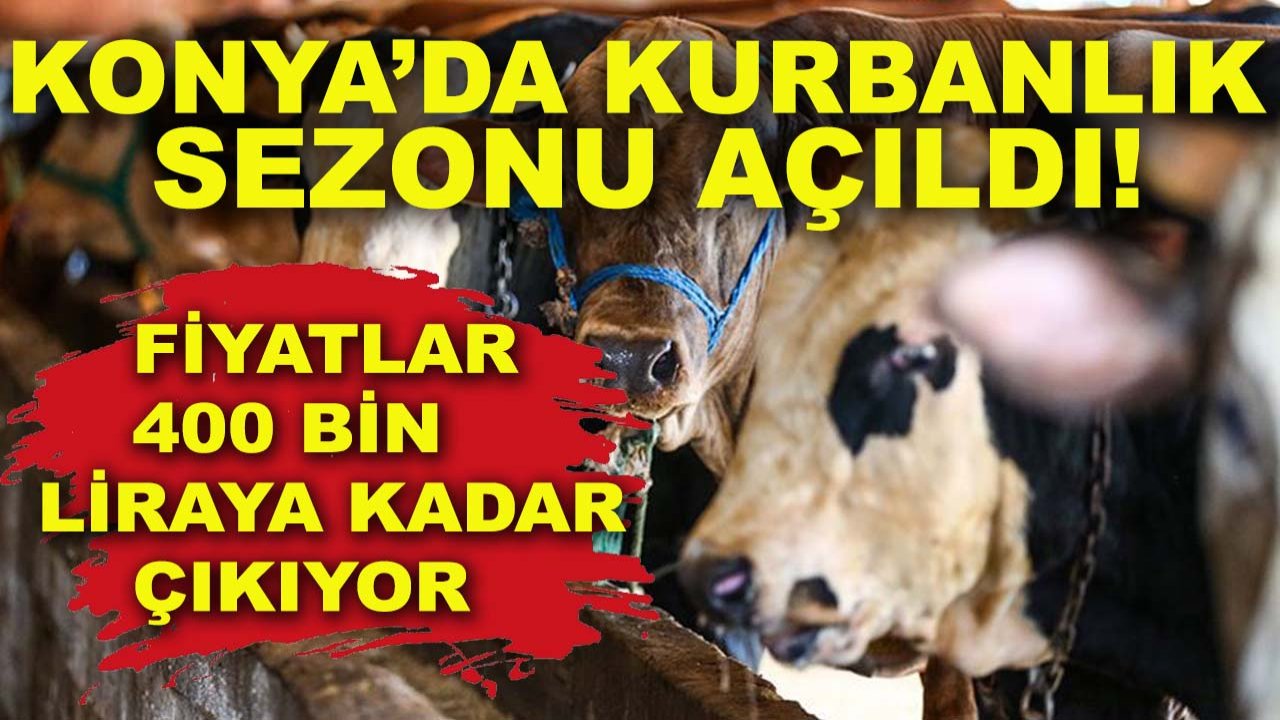 Konya’da kurbanlık sezonu açıldı! Fiyatlar 400 bin liraya kadar çıkıyor