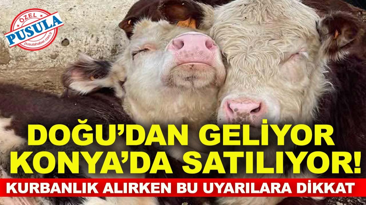 Doğu’dan geliyor, Konya’da satılıyor! Kurbanlık alırken bu uyarılara dikkat