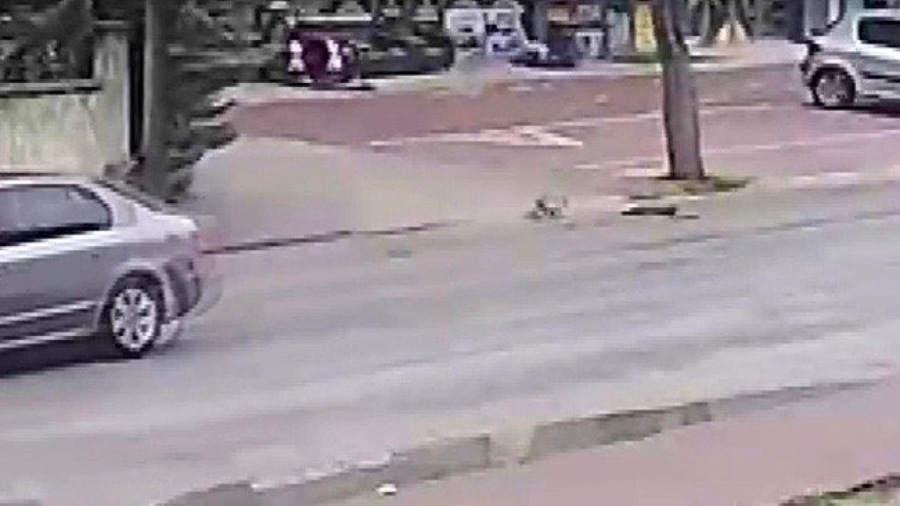 Konya'da otomobil çarptı kedi öldü! Yavrusu başından ayrılmadı