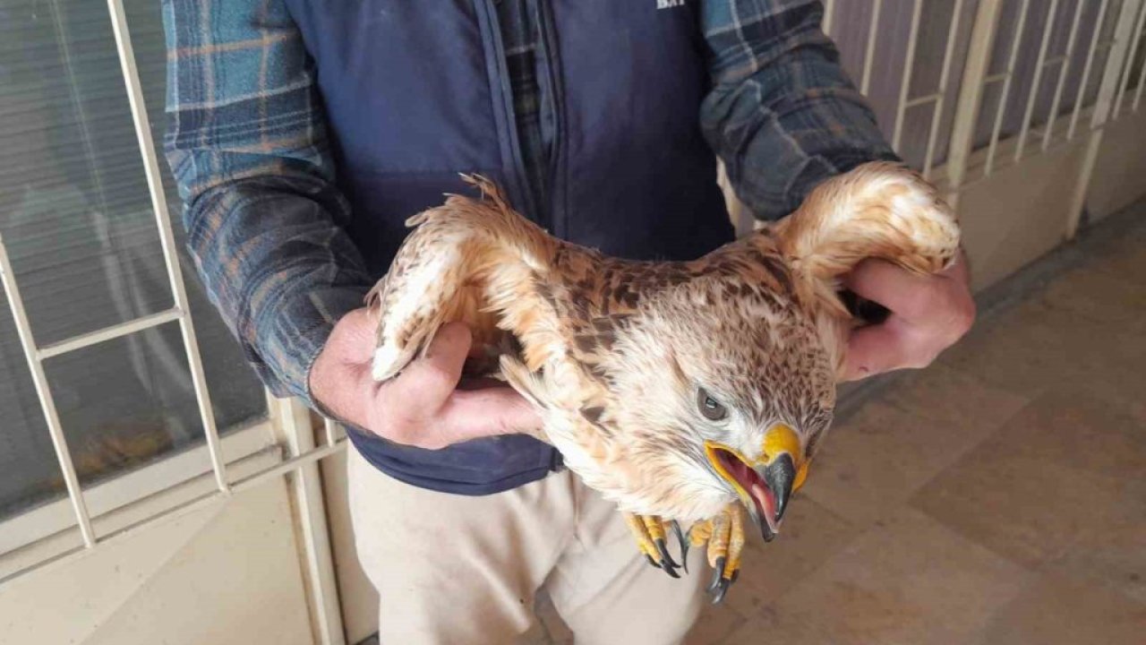 Karapınar’da yaralı kızıl şahin tedavi altına alındı