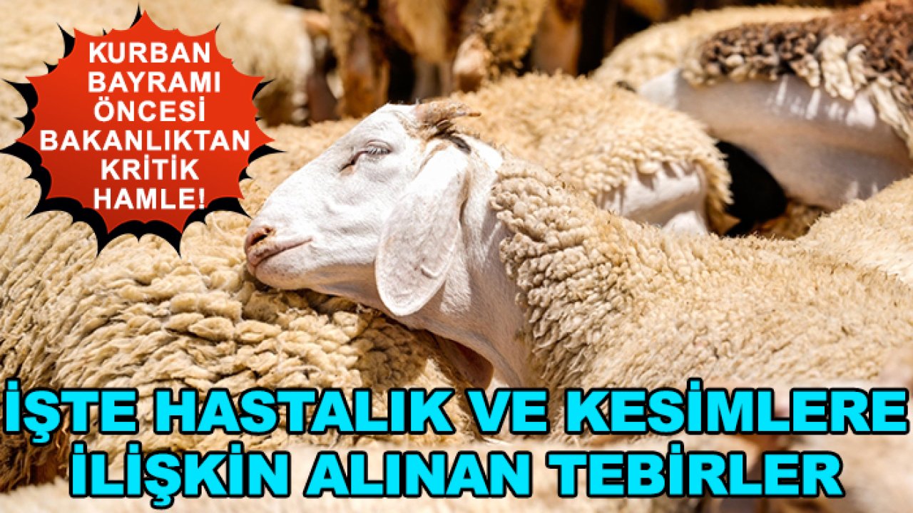 Kurban Bayramı öncesi bakanlıktan kritik hamle! İşte hastalık ve kesimlere ilişkin alınan tebirler