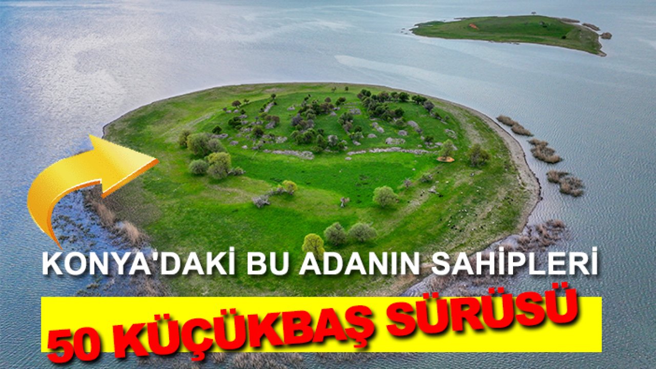 Konya'daki bu adanın sahipleri 50 küçükbaş sürüsü