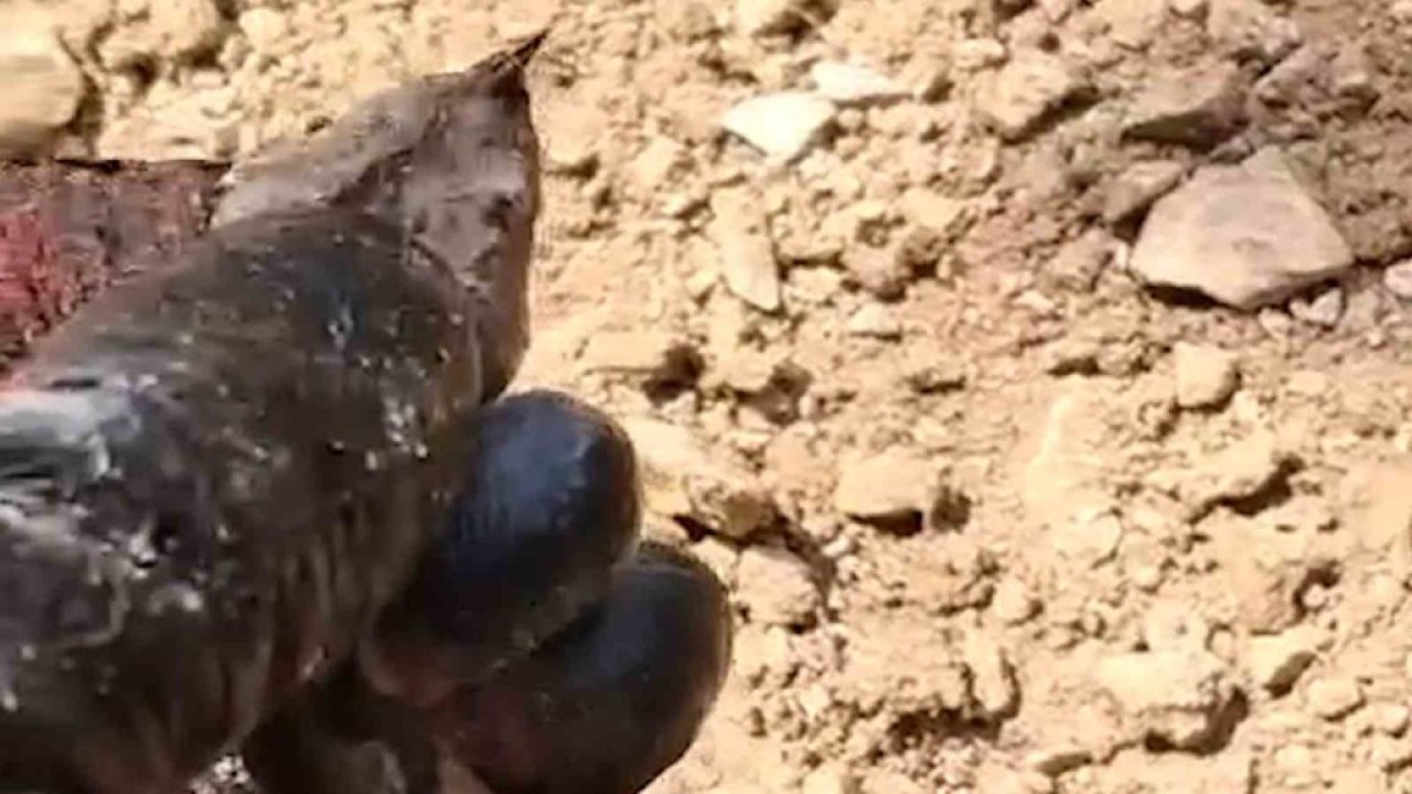 Korkutan görüntü! Bolu'da ortaya çıktı