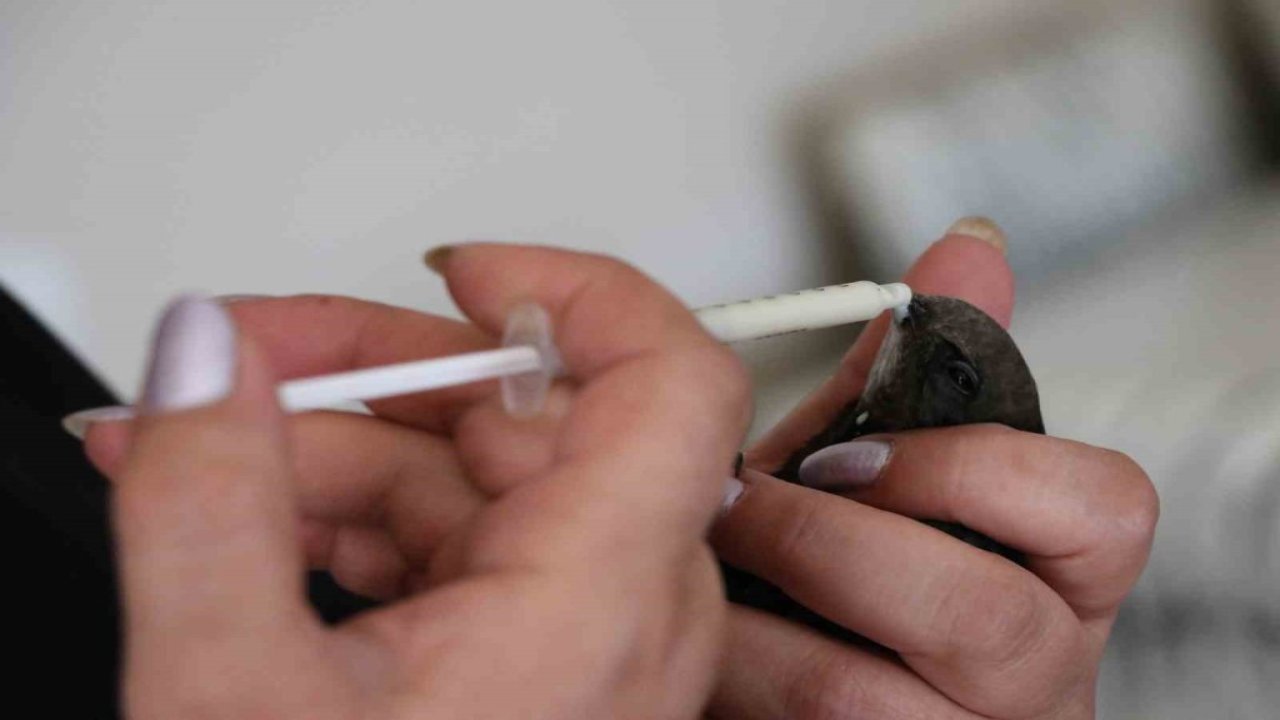 Ölmek üzereyken buldu, evinde bebek gibi besledi