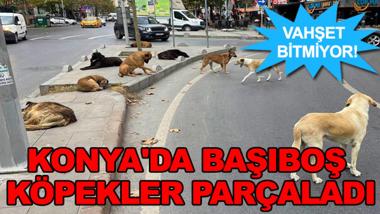 Vahşet bitmiyor! Konya'da başıboş köpekler parçaladı