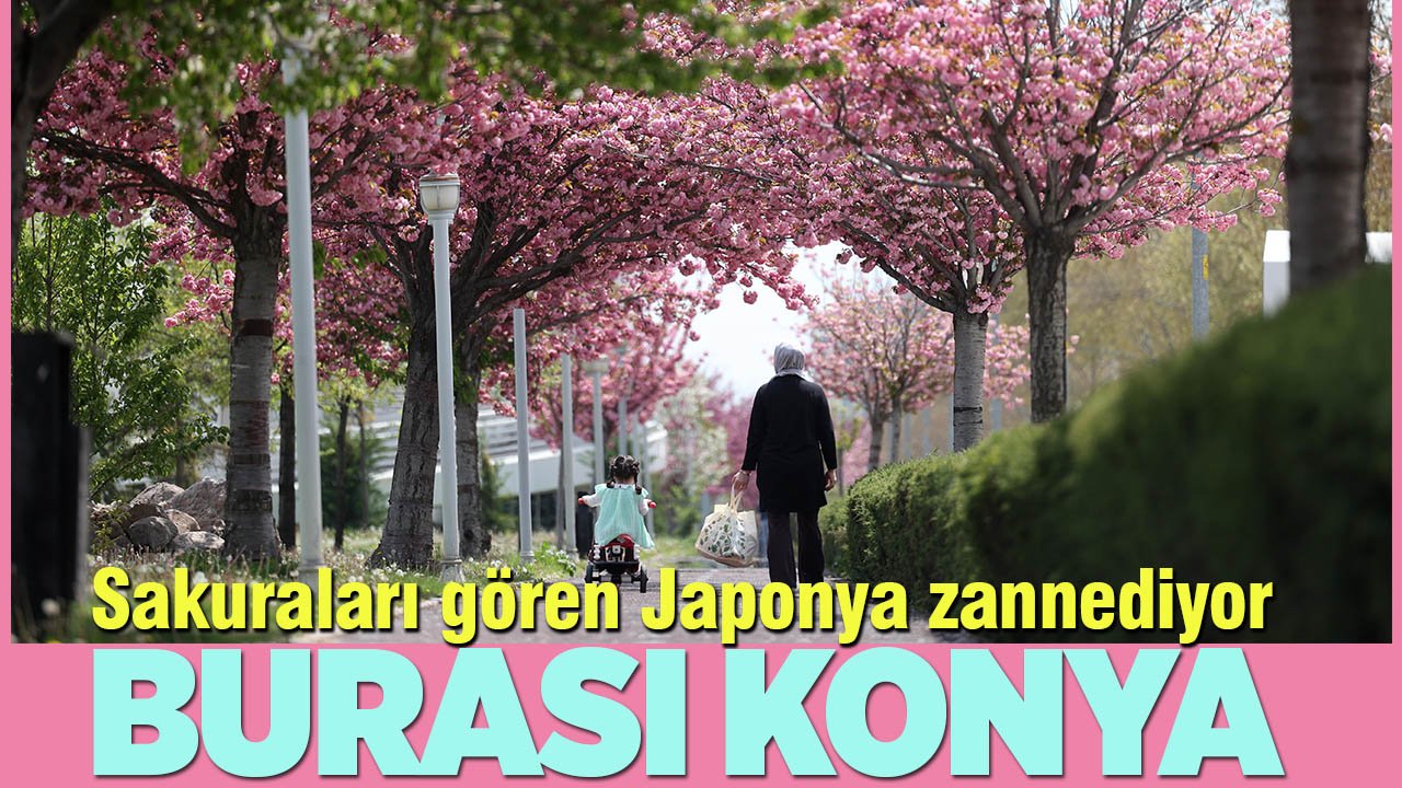 Sakuraları gören Japonya sanıyor: Burası Konya