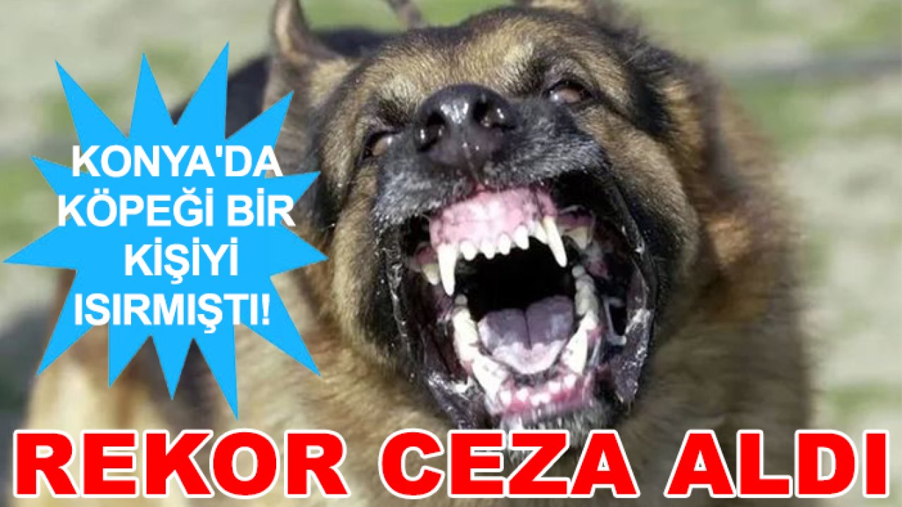 Konya'da köpeği bir kişiyi ısırmıştı! Rekor ceza aldı