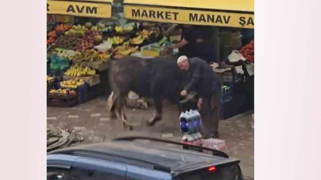 Öfkeli manda sahibinin elinden kaçtı! Yaşlı adam...