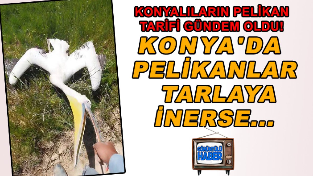 Konyalıların pelikan tarifi gündem oldu! Konya'da pelikanlar tarlaya inerse...