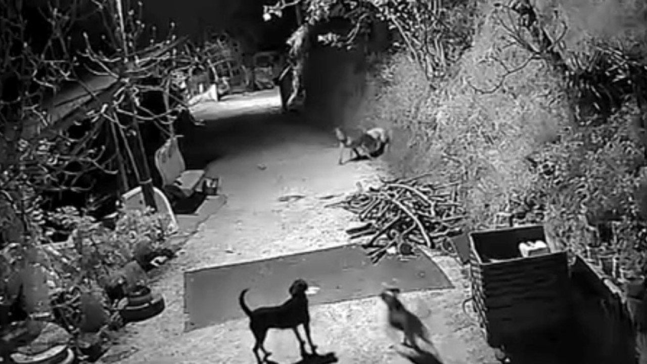 Kurtlar, indikleri köyde köpeği böyle boğdu