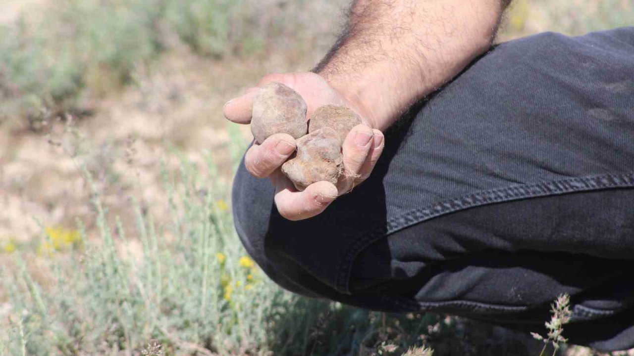 "Dolaman kurdu" günde 60 bin liralık mantar buluyor