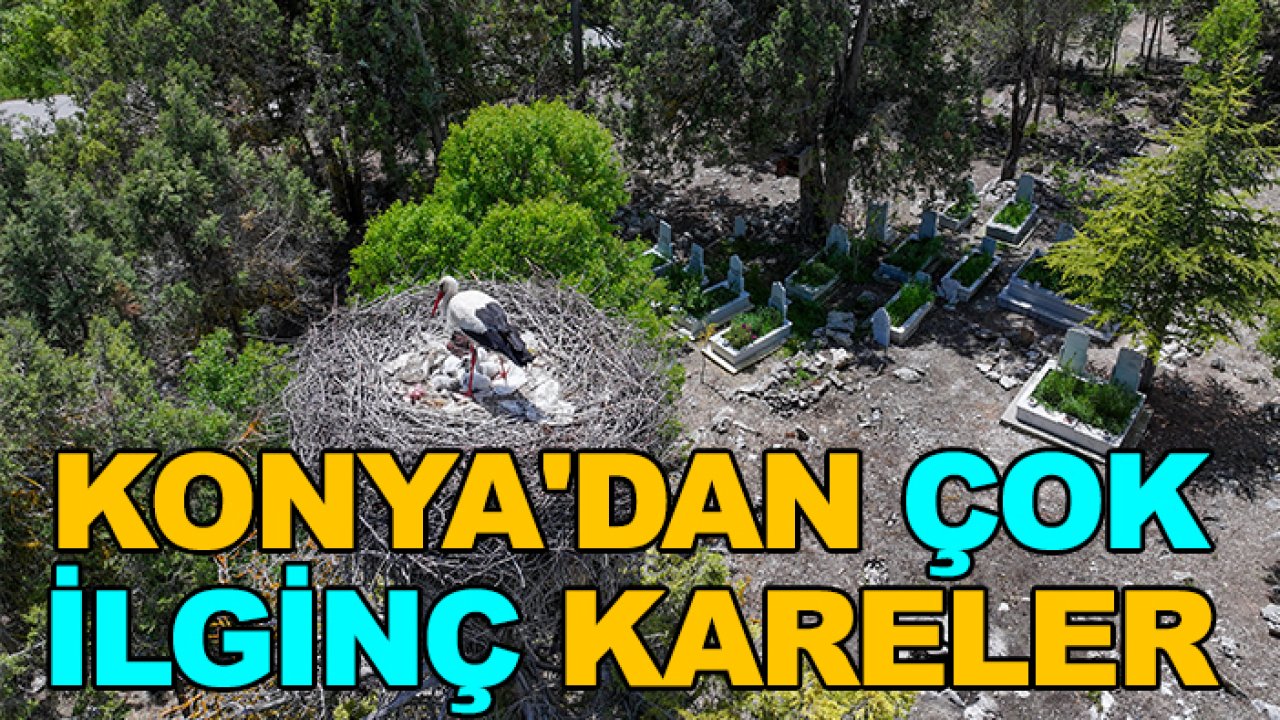 Altı mezarlık üstü onlarca yuva! Konya'dan çok ilginç kareler