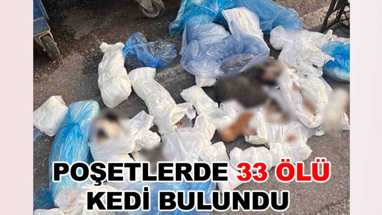 Poşetler içinde 33'ü de ölü halde bulundu