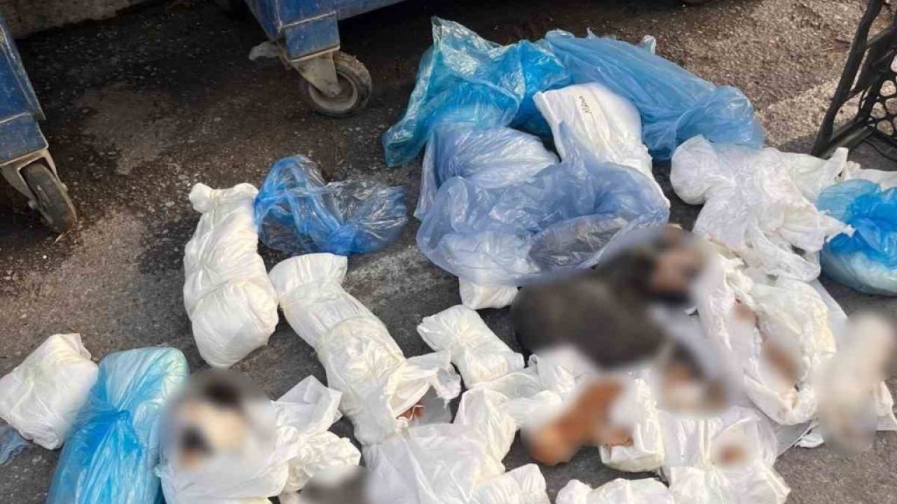 İzmir’de 33 ölü kedi olayında gözaltına alınan veteriner, tutuklama talebiyle mahkemeye sevk edildi