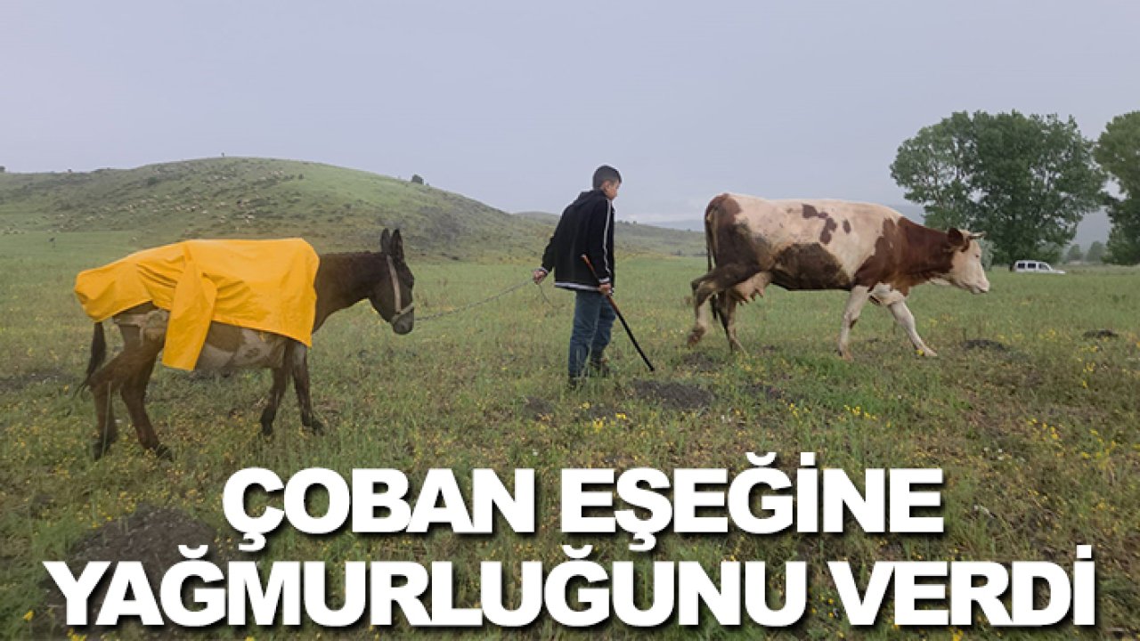 İç ısıtan olay! Çobanın eşeğine yaptığı gülümsetti