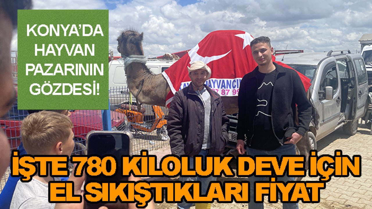 Konya'da hayvan pazarının gözdesi! İşte 780 kiloluk deve için el sıkıştıkları fiyat