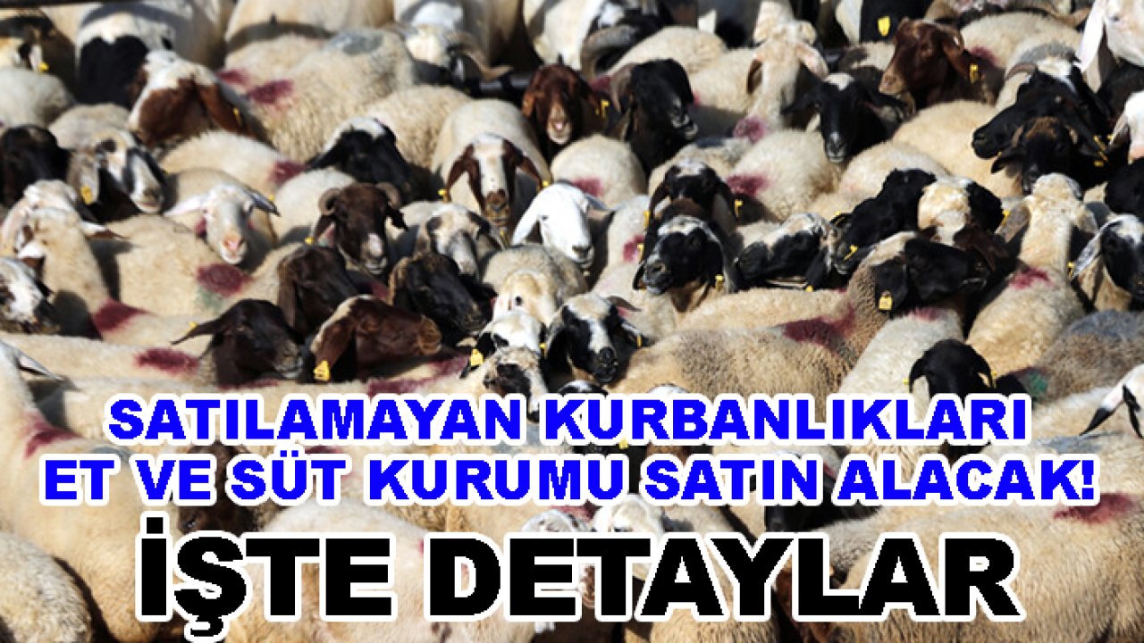 Satılamayan kurbanlıkları Et ve Süt Kurumu satın alacak! İşte detaylar