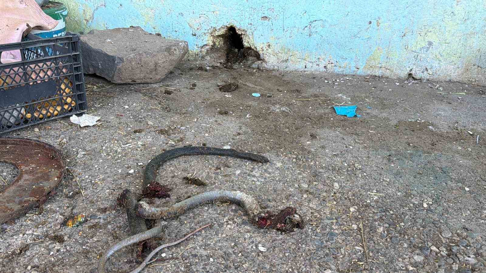 Yılanı vurmak isterken 5 kişiyi yaraladı