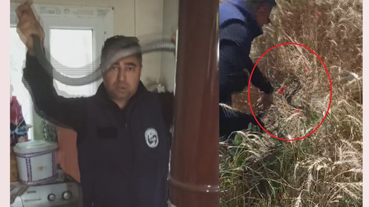 'Yılancı Kemal' karayılanı böyle yakaladı!