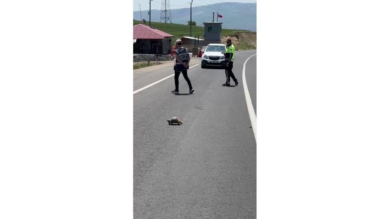 Kaplumbağa için trafiği durduran Polis memuruna beğeni yağdı