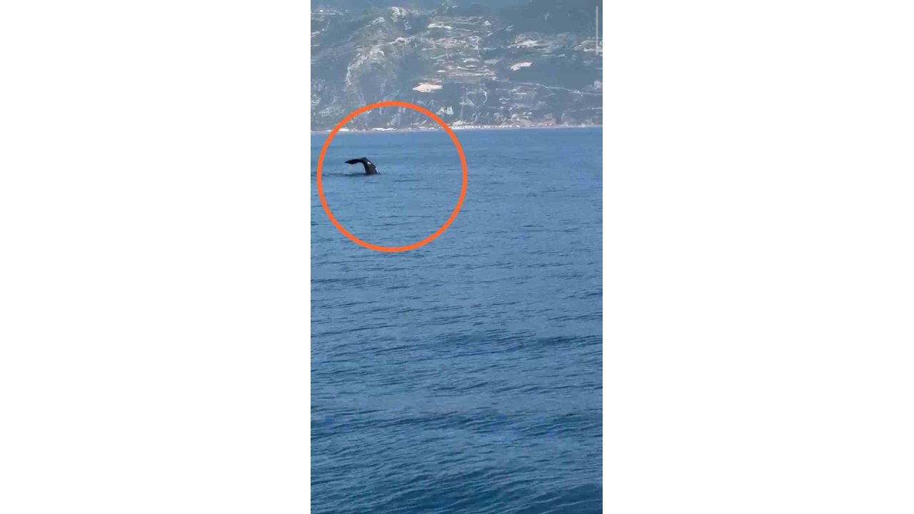 Hatay Samandağ açıklarında "Balina" görüldü