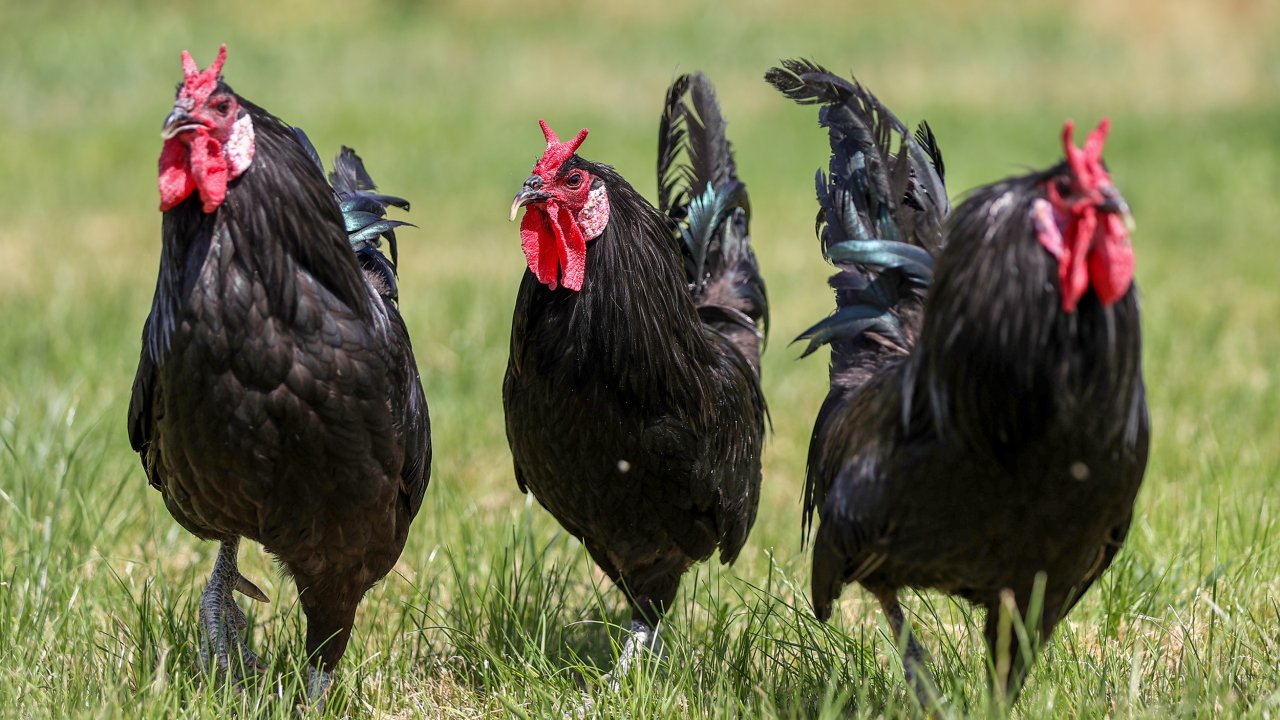 Gerze horozunun genetik mirası Konya'da korunuyor