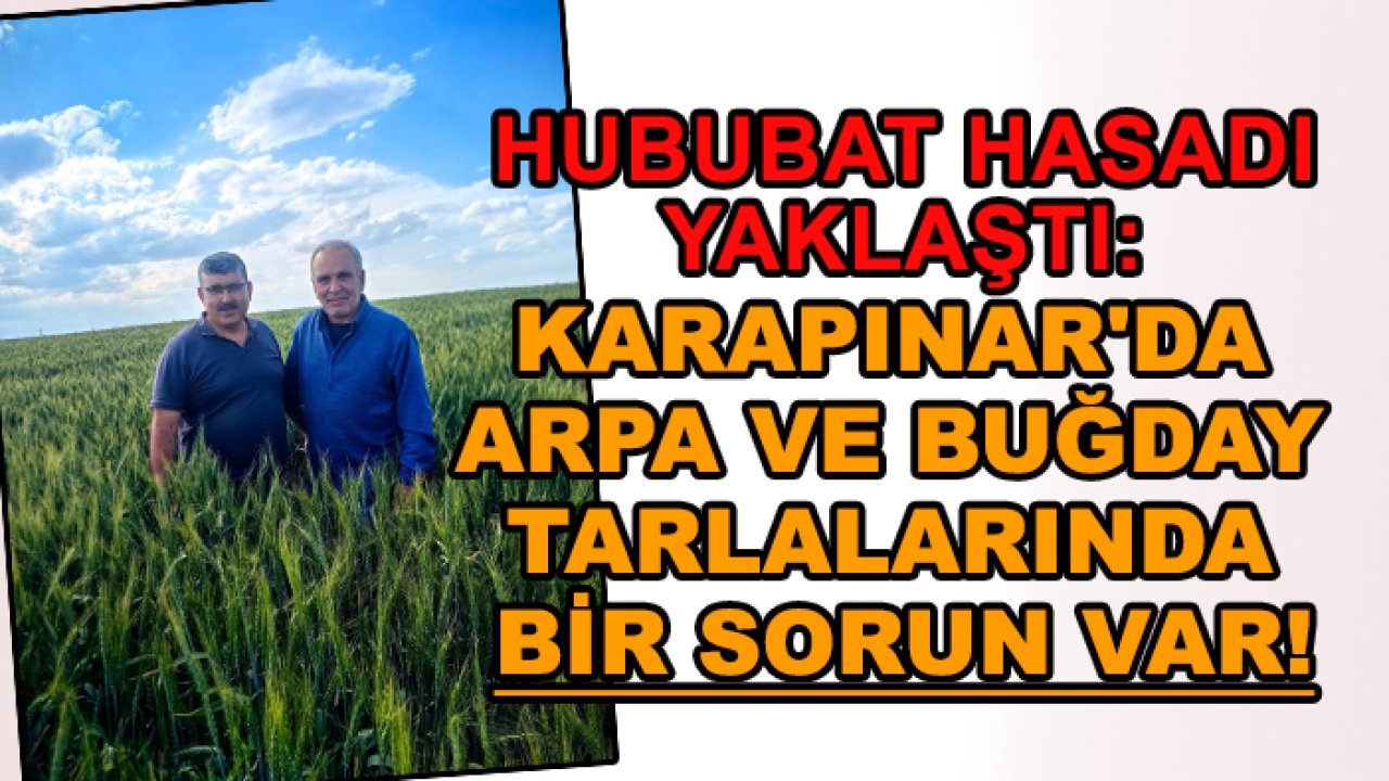Hububat hasadı yaklaştı: Karapınar'da arpa ve buğday tarlalarında bir sorun var!