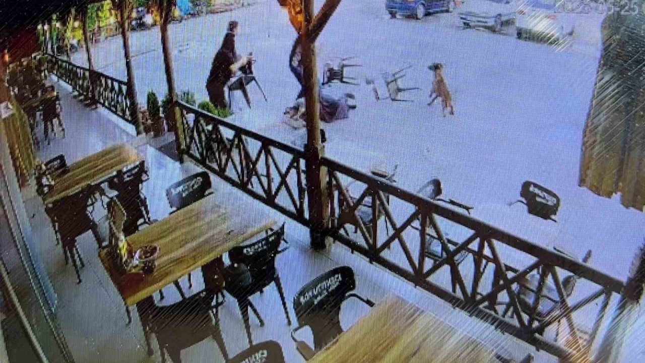 Tekmelere aldırmayan köpek kadının kolunu kopardı