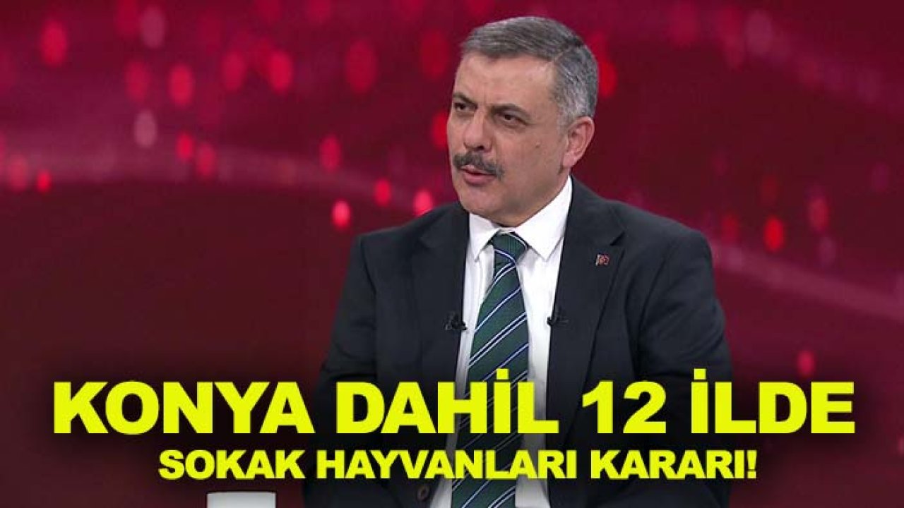 Konya dahil 12 ilde sokak hayvanları kararı! Çalışmalar tamamlandı