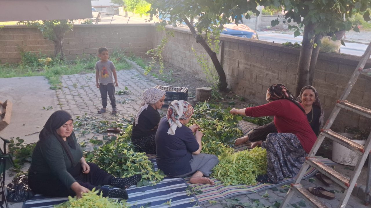 Konya’da imece usulü hasat! Ihlamur dallarında dayanışma şöleni