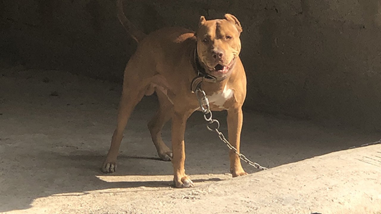 Pitbull, sahibinin 4 yaşındaki çocuğunu parçalayarak öldürdü!